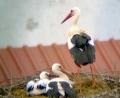 Bild: Storchencam Falkenberg/Joachim Zrenner/exb
Zwei Störche sind in Falkenberg geschlüpft. Nur eines hat die ersten Tage überlebt. Unser Bild zeigt den kleinen Vogel mit den beiden Altstörchen.