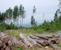 Bild: Thorsten Schreiber
Plateau-Lagen im Steinwald und ein reicher Fichtenbestand erleichtern Borkenkäfern die Ausbreitung. Kahle Flächen wie hier auf dem Kühberg bei Godas nahe Waldeck werden wegen Wiederaufforstungsmaßnahmen in Zukunft häufiger zu sehen sein.