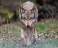 Symbolbild: Julian Stratenschulte/dpa
Der Wolf, seine Population und sein Beuteschema: Bei der Rotwildschau kamen viele Aspekte zur Sprache.