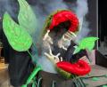 Bild: Heike Unger
Star auf der Buchbergbühne ist heuer "Audrey II", die fleischfressende Pflanze: Das Monster Marke Eigenbau kann dank ausgefeilter Technik sprechen und sogar fressen.