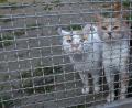Archivbild: Steinbacher
Katzen haben es leichter, ein neues Zuhause zu finden, sagt Ingrid Mallmann, zweite Vorsitzende des Tierschutzvereins Amberg.