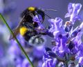 Bild: Jens Büttner/dpa
Teilnehmer an der Hummel-Challenge im Landkreis Schwandorf benötigen eine App, um ihre Beobachtungen weitergeben zu können.