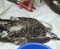 Bild: rn
Die beiden Jungvögel ließen die Beringung in einer Schutzstarre über sich ergehen.