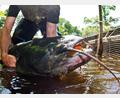 Symbolbild: Patrick Pleul/dpa
Die Wallerpopulation (hier ein Symbolbild) nimmt zu. Durch steigende Wassertemperaturen kommen diese Fische inzwischen beispielsweise auch in der Pfreimd vor.