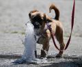 Bild: Arne Dedert/dpa
Bei den hohen Temperaturen brauchen vor allem Hunde eine Abkühlung. Ab 30 Grad kann es für sie gefährlich werden.