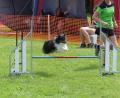 Bild: Marie Hille
In Aktion: Hundeführer und Hund durchlaufen gemeinsam den Wettkampfsparcours.