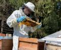Bild: Simon Dötsch/bee-regional
Simon Dötsch und Sebastian Reiß betreiben gemeinsam die Hobby-Imkerei "bee regional" in Trabitz bei Kemnath. Hier kontrolliert einer von ihnen eine Wabenplatte.