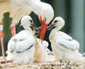 Archivbild: Uwe Anspach/dpa
Ein Weißstorch kümmert sich um seine Jungtiere.
