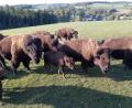 Bild: Landratsamt Wunsiedel/exb
Eine Mischung aus „Safari und Wildem Westen“ erwartet die Teilnehmenden jeden Mittwoch beim Wilden Bison-Mittwoch.