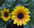 Bild: rgr
Nach reichlich Sonne gedeihen auch die Sonnenblumen.