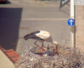 Bild: Storchen-Webcam Stadt Weiden, 12. Mai 2025
Zwei von drei Jungtieren hat das Storchenpaar in diesem Jahr auf dem Dach des alten Schulhauses durchgebracht. Die Weidener werden die Tiere wohl weiterhin hauptsächlich über die Webcam der Stadt beobachten, denn vom Boden aus sind die Tiere im Horst nur bedingt zu sehen.