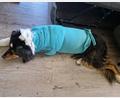 Bild: Sandra Vogl/exb
Der Australian Shepherd "Yuma" hat die Not-OP überstanden. Als Leckschutz bekommt er einen Body.