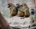 Bild: Daniel Karmann/dpa
Einige der Guinea-Paviane im Nürnberger Zoo sollen aus Platzgründen getötet werden. (Archivbild)