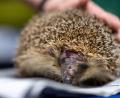 Bild: Marius Becker/dpa
Ein Igel mit einer Kopfverletzung - das wollen die Grünen in Zukunft verhindern.