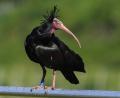 Bild: Felix Kästle/dpa
Ein Waldrapp wurde in Österreich von einem Golfball tödlich getroffen