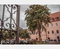 Bild: Michael Golinski/Stadt Amberg
Die Baumhasel im Hof des Landratsamts muss gefällt werden, da sie mit dem Brandkrustenpilz befallen ist.