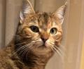 Bild: Monika Hager
Katzen gehen häufig ihre eigenen Wege. In Kohlberg sind allerdings elf Tiere nicht zu ihren Besitzern zurückgekehrt und bleiben bislang spurlos verschwunden. Darunter auch Katze Ebbi - einer der vermissten Samtpföter.