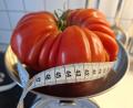 Bild: bl
Diese stattliche Tomate mit einem Gewicht von 1000 Gramm ist in einem Hausgarten in Pfreimd herangewachsen.