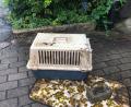 Archivbild: Stadt Weiden
Im Fall der tot aufgefundenen Katze in einer versenkten Transportbox im Stadtmühlbach gibt es weiterhin keine konkreten Hinweise auf den Täter.