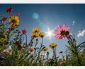 Bild: Frank Rumpenhorst/dpa
Sonne pur: So soll es ab Mittwoch werden. (Symbolbild)