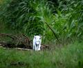 Bild: Dominik Reigl/LBV/dpa
Das Fell des Fuchses war nicht flauschig genug für einen Polarfuchs.