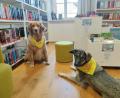 Bild: ald
Juna (links) und Gustav werden als Lesehunde in der Stadtbibliothek in Eschenbach eingesetzt.