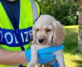Bild: Bundespolizei
Einer der fünf Hundewelpen, die bei einer Kontrolle auf der A 6 sichergestellt wurden.