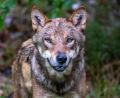 Bild: Armin Weigel/dpa
Die Debatte um die Bejagung des Wolfs geht weiter. Tirol will einen regulären Abschuss.