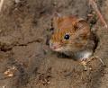 Symbolbild: Peter Steffen
Ob kleine oder große Maus: Mausigsein darf jeder, findet Mutiara Sudarma.
