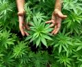 Archivbild: ABIR SULTAN/dpa
Der Bauausschuss des Hirschauer Stadtrates ist gegen einen Cannabisanbau in Träglhof.