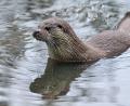 Symbolbild: Patrick Pleul/dpa-Zentralbild/dpa
In Bayern wird immer wieder gerichtlich um den Fischotter gestritten.