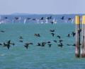 Bild: Karl-Josef Hildenbrand/dpa
Im Kampf gegen den als Fischräuber berüchtigten Kormoran sollen Anfang des kommenden Jahres Drohnen eingesetzt werden. (Archivbild)