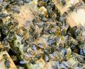 Bild: Alina Grünky/dpa
Die Bienen sind immer in Bewegung. (Archivbild)