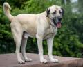 Symbolbild: Christoph Schmidt
Über Monate soll ein Mann aus dem Gemeindegebiet Eslarn seinen Hund, einen Kangal, misshandelt und vernachlässigt haben. Anwohner kämpften für das Tier, nun wurden auch das Veterinäramt und die Polizei aktiv.