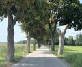 Bild: nza
Wegen Baumpflegemaßnahmen ist die Kreisstraße TIR 34, die sogenannte Reuther Allee, für knapp zwei Wochen gesperrt.