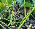 Bild: Kreispolizeibehörde Herford/dpa
Wie das Tier in den Garten gelangen konnte, ist noch unklar.