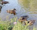 Bild: Gabi Schönberger
Rund um den Flutkanal in Weiden leben zahlreiche Stockenten. Laut Wolfgang Winter vom Landesbund für Vogel- und Naturschutz (LBV) Neustadt-Weiden finden sie dort genügend Nahrung.