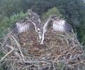Bild: Martin Gottsche
Die Eschenbacher Jungadler machen ihren ersten Flug.