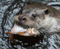 Symbolbild: Silas Stein
Trotz niedlichem Blick macht der Fischotter einem Fischwirt aus Schwandorf das Leben schwer.