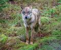 Bild: Armin Weigel/dpa
Insgesamt gibt es in Bayern aktuell 14 Wolfsgebiete, unter anderem im Altmühltal, im Bayerischen Wald und in den Allgäuer Alpen. (Symbolbild)