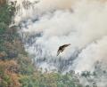 Bild: Xuan Cueto/EUROPA PRESS/dpa
Ein Raubvogel flieht vor den Flammen während eines Waldbrandes in Anllarinos Del Sil, Asturien.