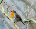 Bild: Jens Kalaene/dpa-Zentralbild/dpa
Lichtverschmutzung hat Einfluss auf tagaktive Vögel wie das Rotkehlchen: Sie singen morgens früher und abends länger. (Archivbild)