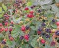 Bild: Hladik
Dicht an dicht hängen die Früchte. Reife Brombeeren erkennt man an der tiefschwarzen Farbe.