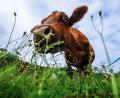 Bild: Philipp von Ditfurth/dpa
Guten Appetit! Eine Kuh grast auf einer Wiese in Baden-Württemberg.