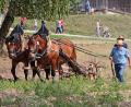Bild: Elisabeth Götz/exb
Am Sonntag, 7. September, findet im Freilandmuseum Oberpfalz wieder der Rosstag statt.