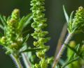 Bild: Patrick Pleul/dpa-Zentralbild/ZB
Ambrosia-Pollen können schon in kleinen Mengen heftige allergische Reaktionen auslösen. (Archivbild)