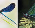 Bild: S. Hennigs/M. Neumann/Heinz Sielmann Stiftung/dpa
Die Kombo zeigt links ein Foto einer Blauflügel Prachtlibelle, fotografiert von Sebastian Hennigs. Rechts ist ein KI-generiertes Motiv, das auch eine Blauflügel Prachtlibelle darstellen soll, KI-generiert von Matthias Neumann. Das KI-Bild rechts ist fehlerhaft. Insekten haben beispielsweise nur sechs Beine.