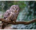 Bild: Philipp Schulze/dpa
Seit 2017 werden in Nordostbayern Habichtskäuze neu angesiedelt. Jetzt sind wieder 27 der putzigen Eulenvögel ausgewildert worden. (Archivbild)