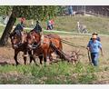 Bild: Elisabeth Götz/Freilandmuseum Oberpfalz/exb 
Am Sonntag, 7. September, ab 13 Uhr führen die Museumslandwirte und -landwirtinnen mit den beiden Kaltblütern Leo und Fonse die Bandbreite der starken Pferde vor.