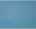 Bild: Karl-Josef Hildenbrand/dpa
Mutmaßliche Notlage: Zahlreiche Kräfte rücken am Forggensee aus. (Symbolbild)